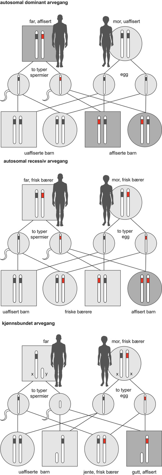 Arvegang illustrasjon