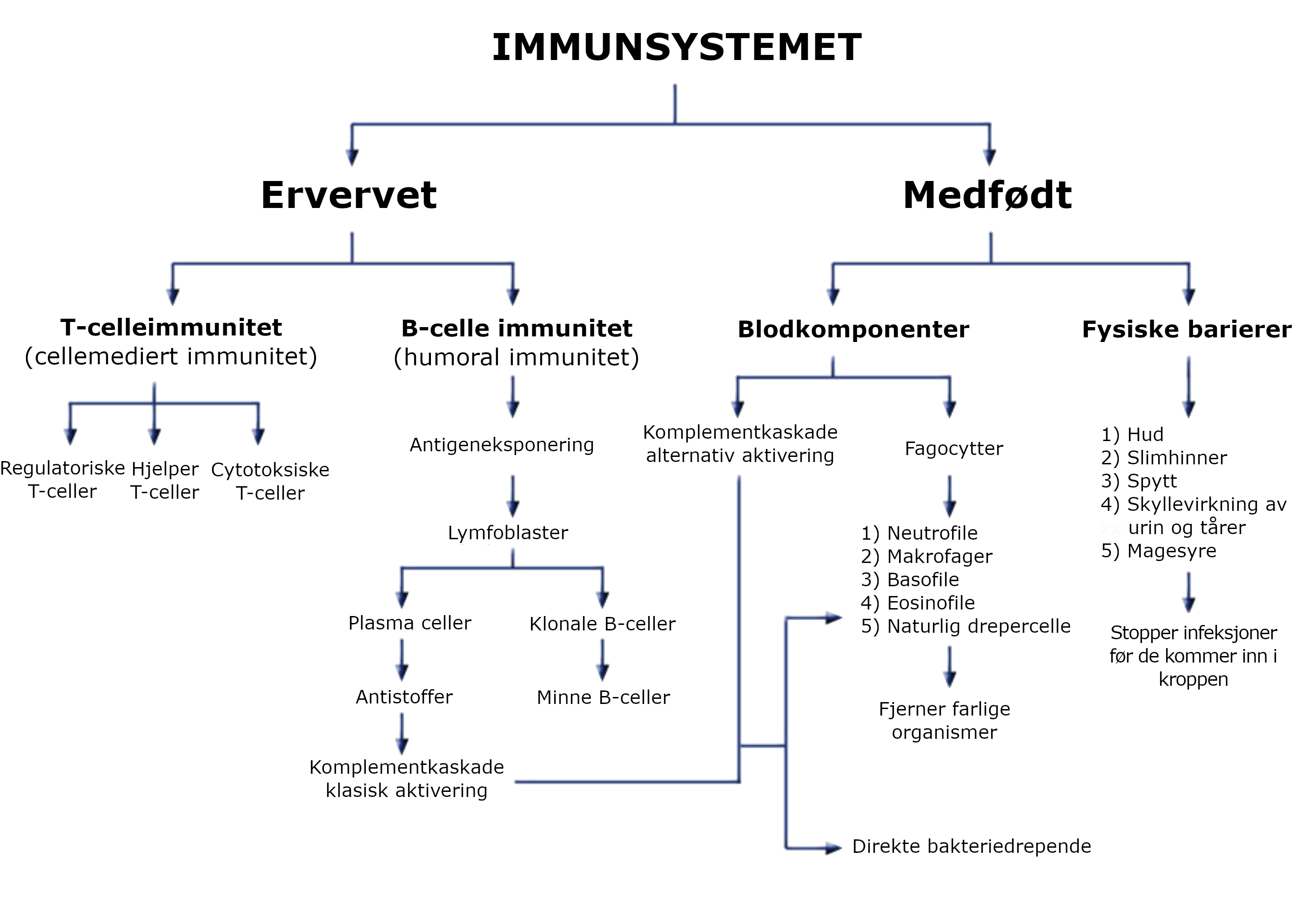 Immunsystemet illustrasjon